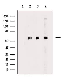 Invitrogen DUS2L Polyclonal Antibody 100 &mu;L; Unconjugated:Antibodies,