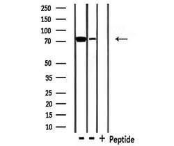 Invitrogen MEKK3 Polyclonal Antibody 100 &mu;L; Unconjugated:Antibodies,