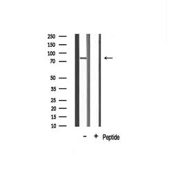 Invitrogen EPS8L2 Polyclonal Antibody 100 &mu;L | Buy Online | Invitrogen&trade; | Fisher Scientific
