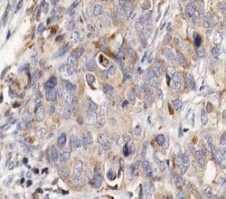 Invitrogen MUC13 Polyclonal Antibody 100 &mu;L; Unconjugated:Antibodies,