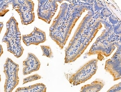 Invitrogen MUC13 Polyclonal Antibody 100 &mu;L; Unconjugated:Antibodies,