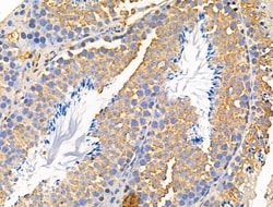 Invitrogen MUC13 Polyclonal Antibody 100 &mu;L; Unconjugated:Antibodies,