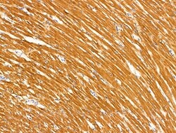 Invitrogen MUC13 Polyclonal Antibody 100 &mu;L; Unconjugated:Antibodies,
