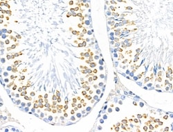Invitrogen MUC13 Polyclonal Antibody 100 &mu;L; Unconjugated:Antibodies,