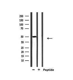 Invitrogen MUC13 Polyclonal Antibody 100 &mu;L; Unconjugated:Antibodies,