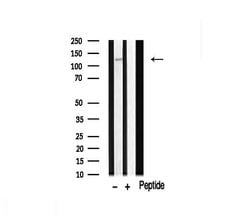 Invitrogen FIR Polyclonal Antibody 100 &mu;L; Unconjugated:Antibodies,