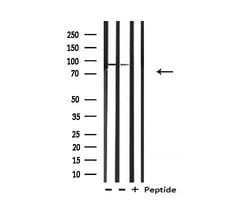 Invitrogen BCAR3 Polyclonal Antibody 100 &mu;L; Unconjugated:Antibodies,