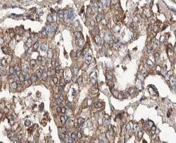 Invitrogen POFUT2 Polyclonal Antibody 100 &mu;L; Unconjugated:Antibodies,