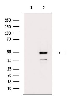 Invitrogen POFUT2 Polyclonal Antibody 100 &mu;L; Unconjugated:Antibodies,