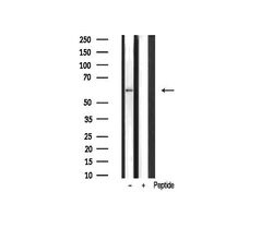 Invitrogen UBXD5 Polyclonal Antibody 100 &mu;L; Unconjugated:Antibodies,