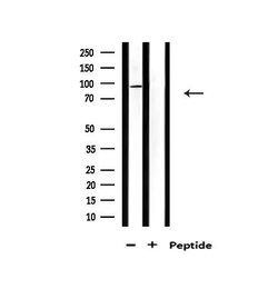 Invitrogen CDK11A/CDK11B Polyclonal Antibody 100 &mu;L; Unconjugated:Antibodies,