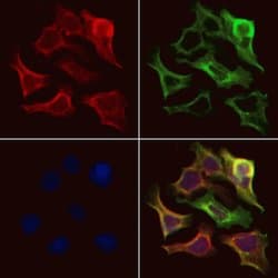 Invitrogen SMAD1/SMAD5/SMAD9 Polyclonal Antibody 100 &mu;L; Unconjugated:Antibodies,