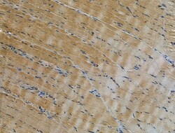 Invitrogen SMAD1/SMAD5/SMAD9 Polyclonal Antibody 100 &mu;L; Unconjugated:Antibodies,