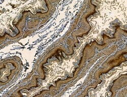 Invitrogen SMAD1/SMAD5/SMAD9 Polyclonal Antibody 100 &mu;L; Unconjugated:Antibodies,