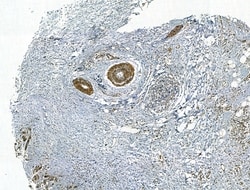 Invitrogen SMAD1/SMAD5/SMAD9 Polyclonal Antibody 100 &mu;L; Unconjugated:Antibodies,