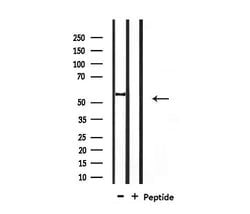 Invitrogen SMAD1/SMAD5/SMAD9 Polyclonal Antibody 100 &mu;L; Unconjugated:Antibodies,