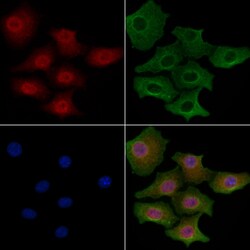 Invitrogen CKS2 Polyclonal Antibody 100 &mu;L; Unconjugated:Antibodies,