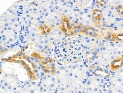 Invitrogen CHOP Polyclonal Antibody 100 &mu;L; Unconjugated:Antibodies,