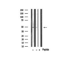 Invitrogen NeuroD2 Polyclonal Antibody 100 &mu;L; Unconjugated:Antibodies,