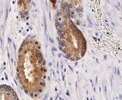 Invitrogen ANO7 Polyclonal Antibody 100 &mu;L; Unconjugated:Antibodies,
