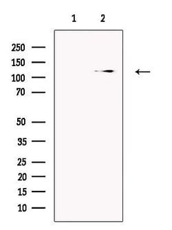 Invitrogen ANO7 Polyclonal Antibody 100 &mu;L; Unconjugated:Antibodies,