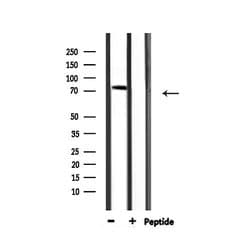 Invitrogen AKAP2 Polyclonal Antibody 100 &mu;L; Unconjugated:Antibodies,