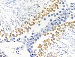 Invitrogen RNF144A Polyclonal Antibody 100 &mu;L; Unconjugated:Antibodies,