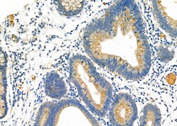 Invitrogen DAK Polyclonal Antibody 100 &mu;L; Unconjugated:Antibodies,