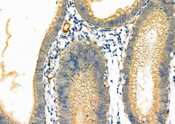 Invitrogen DAK Polyclonal Antibody 100 &mu;L; Unconjugated:Antibodies,