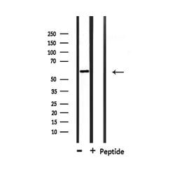 Invitrogen DAK Polyclonal Antibody 100 &mu;L; Unconjugated:Antibodies,