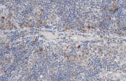 Invitrogen NCK2 Polyclonal Antibody 100 &mu;L; Unconjugated:Antibodies,