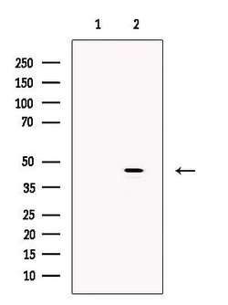Invitrogen NCK2 Polyclonal Antibody 100 &mu;L; Unconjugated:Antibodies,