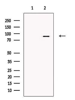 Invitrogen MARK4 Polyclonal Antibody 100 &mu;L | Buy Online | Invitrogen&trade; | Fisher Scientific