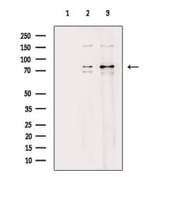 Invitrogen MARK4 Polyclonal Antibody 100 &mu;L | Buy Online | Invitrogen&trade; | Fisher Scientific