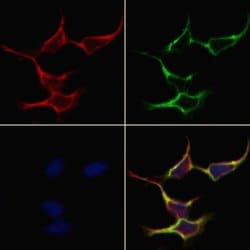Invitrogen GAD65/GAD67 Polyclonal Antibody 100 &mu;L; Unconjugated:Antibodies,