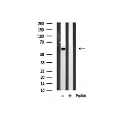 Invitrogen GAD65/GAD67 Polyclonal Antibody 100 &mu;L; Unconjugated:Antibodies,