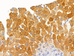 Invitrogen GAD65/GAD67 Polyclonal Antibody 100 &mu;L; Unconjugated:Antibodies,