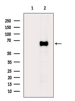 Invitrogen GAD65/GAD67 Polyclonal Antibody 100 &mu;L; Unconjugated:Antibodies,
