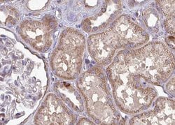 Invitrogen BATF Polyclonal Antibody 100 &mu;L; Unconjugated:Antibodies,