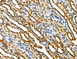 Invitrogen BATF Polyclonal Antibody 100 &mu;L; Unconjugated:Antibodies,