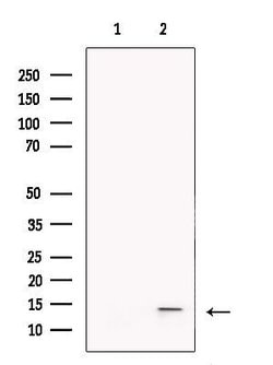 Invitrogen BATF Polyclonal Antibody 100 &mu;L; Unconjugated:Antibodies,