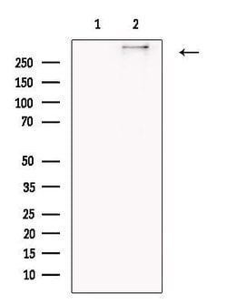 Invitrogen COL12A1 Polyclonal Antibody 100 &mu;L; Unconjugated:Antibodies,