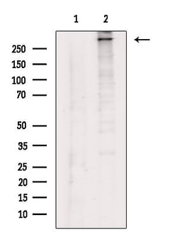 Invitrogen COL12A1 Polyclonal Antibody 100 &mu;L; Unconjugated:Antibodies,