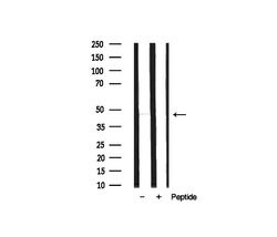Invitrogen MOK Polyclonal Antibody 100 &mu;L; Unconjugated:Antibodies,