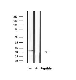 Invitrogen H1FOO Polyclonal Antibody 100 &mu;L; Unconjugated:Antibodies,