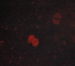 Invitrogen Phospho-JAK1 (Tyr1034) Polyclonal Antibody 100 &mu;L; Unconjugated:Antibodies,