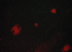 Invitrogen Phospho-GSK3B (Ser9) Polyclonal Antibody 100 &mu;L; Unconjugated:Antibodies,