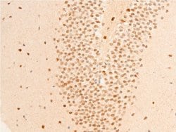 Invitrogen Phospho-GSK3B (Ser9) Polyclonal Antibody 100 &mu;L; Unconjugated:Antibodies,