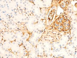 Invitrogen Phospho-GSK3B (Ser9) Polyclonal Antibody 100 &mu;L; Unconjugated:Antibodies,