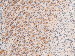 Invitrogen Phospho-GSK3B (Ser9) Polyclonal Antibody 100 &mu;L; Unconjugated:Antibodies,